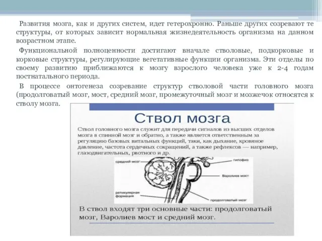 Развития мозга, как и других систем, идет гетерохронно. Раньше других