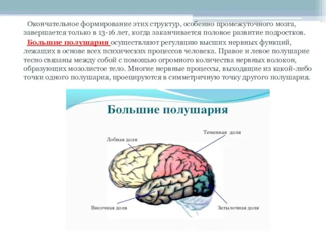 Окончательное формирование этих структур, особенно промежуточного мозга, завершается только в