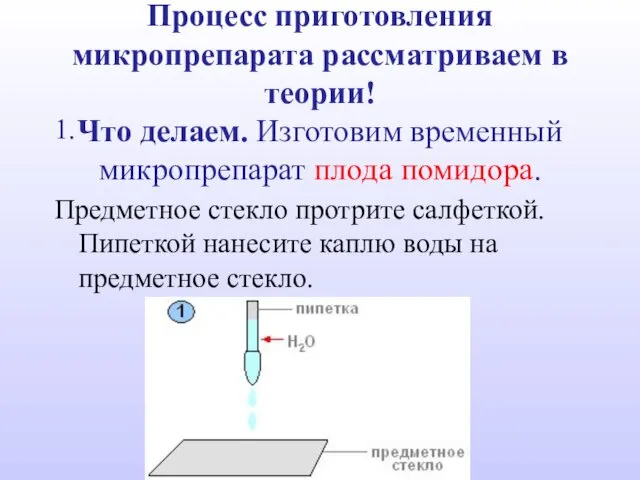 Процесс приготовления микропрепарата рассматриваем в теории! Что делаем. Изготовим временный микропрепарат плода помидора.