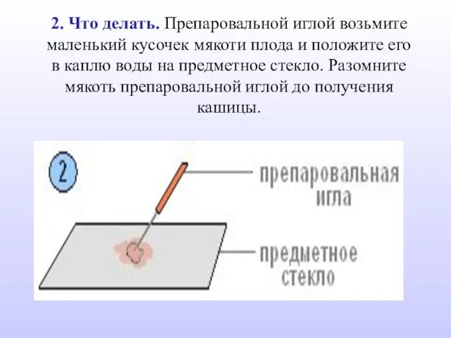 2. Что делать. Препаровальной иглой возьмите маленький кусочек мякоти плода и положите его