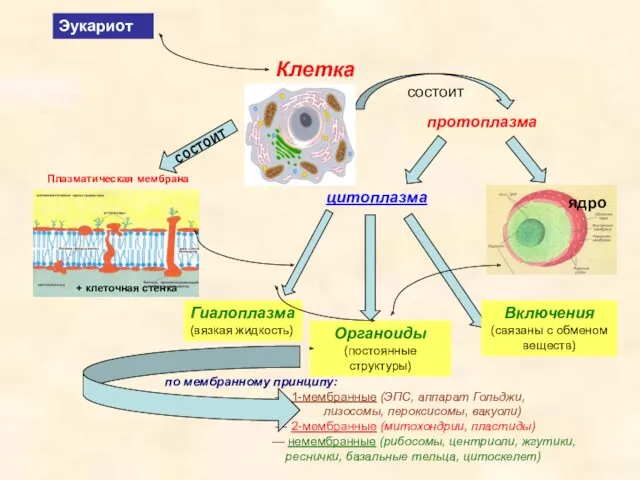 состоит Клетка протоплазма состоит ядро Плазматическая мембрана + клеточная стенка цитоплазма Включения (связаны