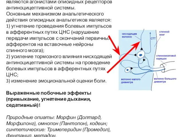 Опиоидные (наркотические) анальгетики являются агонистами опиоидных рецепторов антиноцицептивной системы. Основным