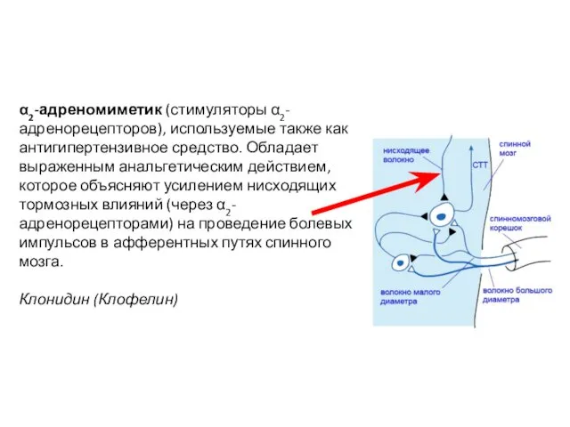 α2-адреномиметик (стимуляторы α2-адренорецепторов), используемые также как антигипертензивное средство. Обладает выраженным