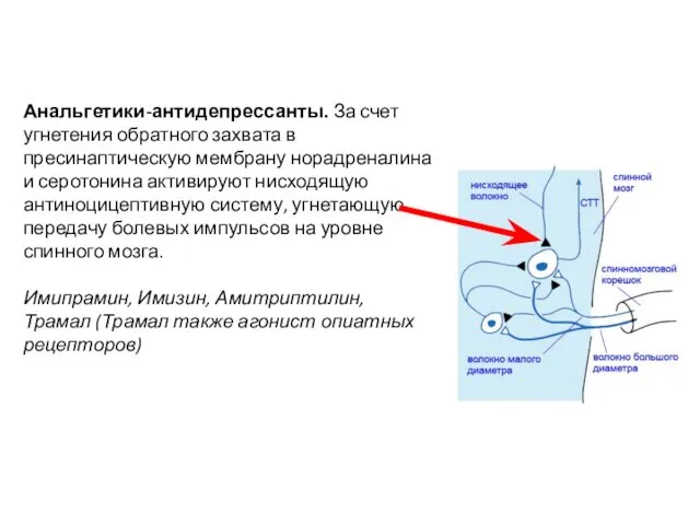 Анальгетики-антидепрессанты. За счет угнетения обратного захвата в пресинаптическую мембрану норадреналина