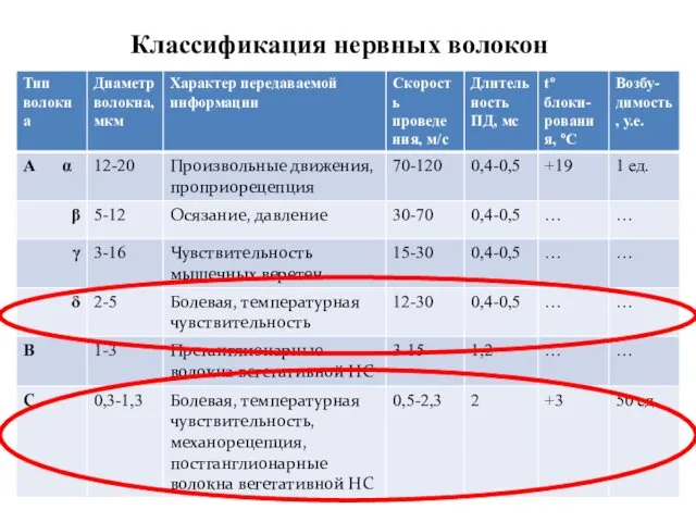 Классификация нервных волокон