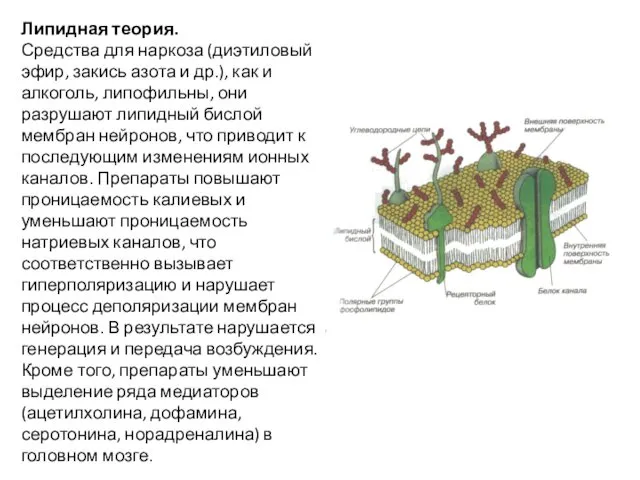 Липидная теория. Средства для наркоза (диэтиловый эфир, закись азота и