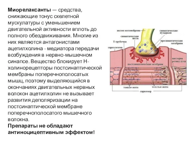 Миорелаксанты — средства, снижающие тонус скелетной мускулатуры с уменьшением двигательной