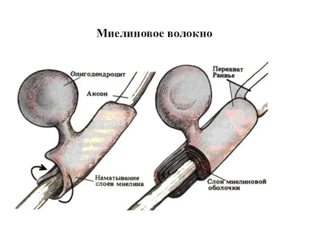 Миелиновое волокно