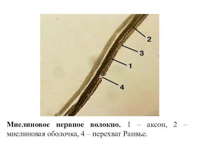 Миелиновое нервное волокно. 1 – аксон, 2 – миелиновая оболочка, 4 – перехват Ранвье.