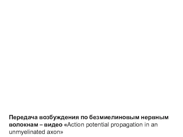 Передача возбуждения по безмиелиновым нервным волокнам – видео «Action potential propagation in an unmyelinated axon»