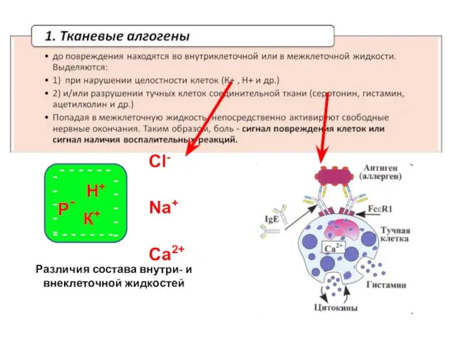 Различия состава внутри- и внеклеточной жидкостей