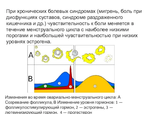 Изменения во время овариально-менструального цикла: А Созревание фолликула, В Изменение