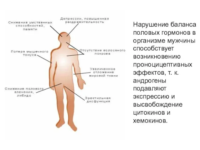 Нарушение баланса половых гормонов в организме мужчины способствует возникновению проноцицептивных