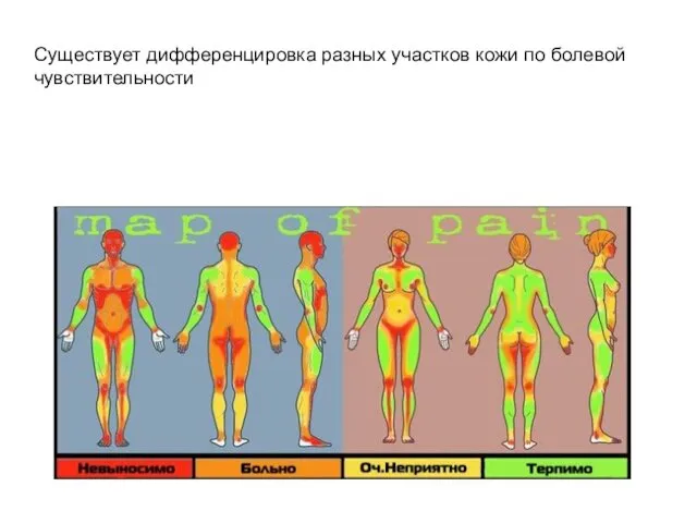 Существует дифференцировка разных участков кожи по болевой чувствительности