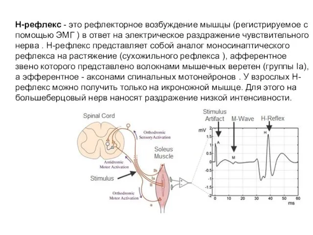 Н-рефлекс - это рефлекторное возбуждение мышцы (регистрируемое с помощью ЭМГ