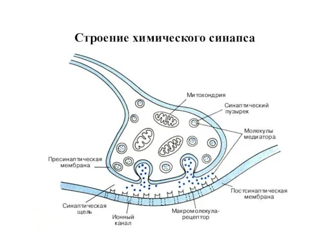 Строение химического синапса