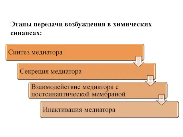 Этапы передачи возбуждения в химических синапсах: