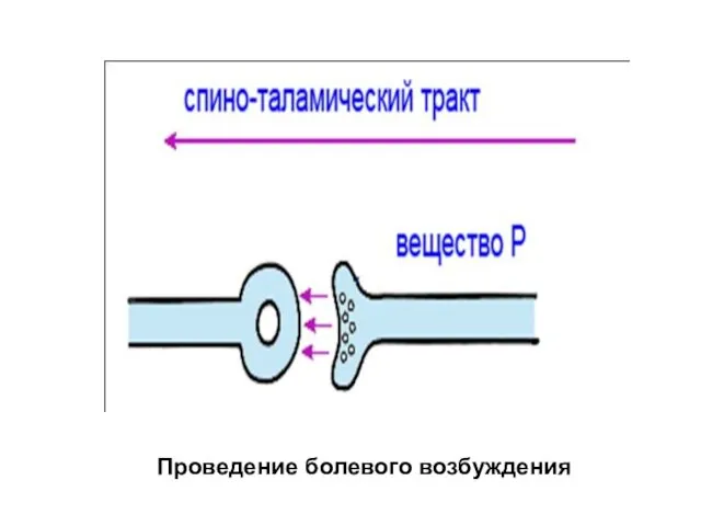 Проведение болевого возбуждения