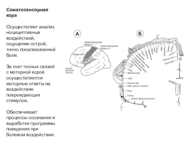 Соматосенсорная кора Осуществляет анализ ноцицептивных воздействий, ощущение острой, точно локализованной