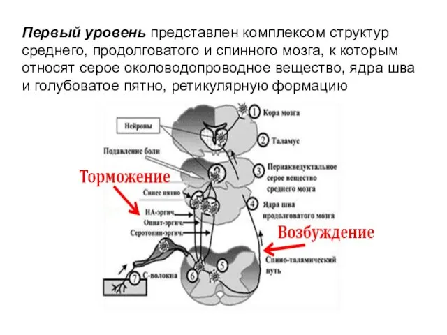 Первый уровень представлен комплексом структур среднего, продолговатого и спинного мозга,