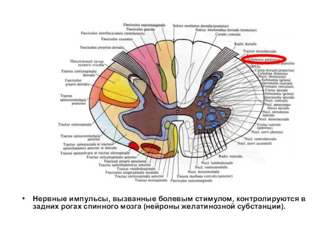 Нервные импульсы, вызванные болевым стимулом, контролируются в задних рогах спинного мозга (нейроны желатинозной субстанции).