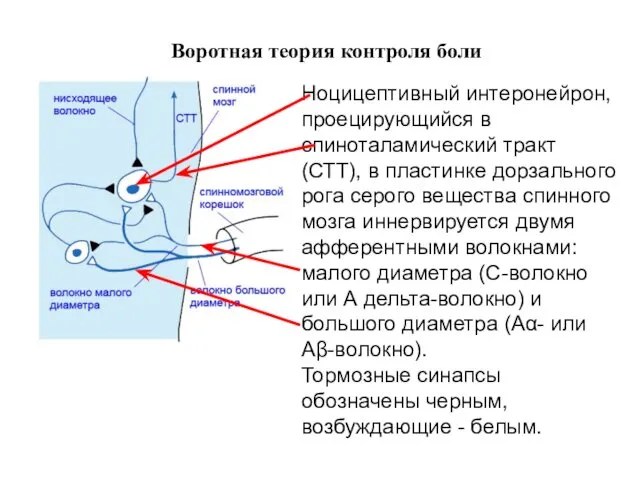 Воротная теория контроля боли Ноцицептивный интеронейрон, проецирующийся в спиноталамический тракт