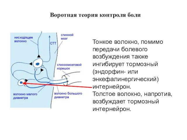 Воротная теория контроля боли Тонкое волокно, помимо передачи болевого возбуждения