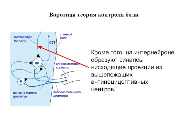 Воротная теория контроля боли Кроме того, на интернейроне образуют синапсы нисходящие проекции из вышележащих антиноцицептивных центров.