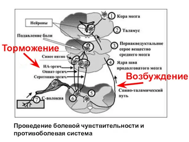 Проведение болевой чувствительности и противоболевая система