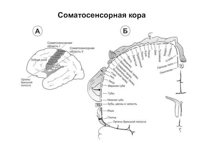 Соматосенсорная кора