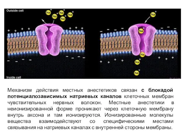 Механизм действия местных анестетиков связан с блокадой потенциалозависимых натриевых каналов