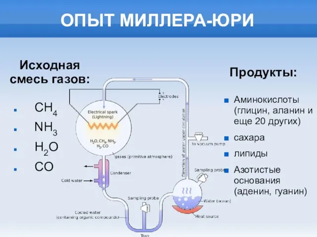 ОПЫТ МИЛЛЕРА-ЮРИ CH4 NH3 H2O CO Исходная смесь газов: Продукты: Аминокислоты (глицин, аланин