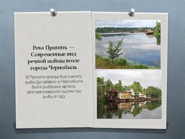 Река Припять — Современные вид речной поймы возле города Чернобыль В Припяти всегда