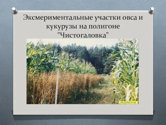 Эксмериментальные участки овса и кукурузы на полигоне "Чистогаловка"