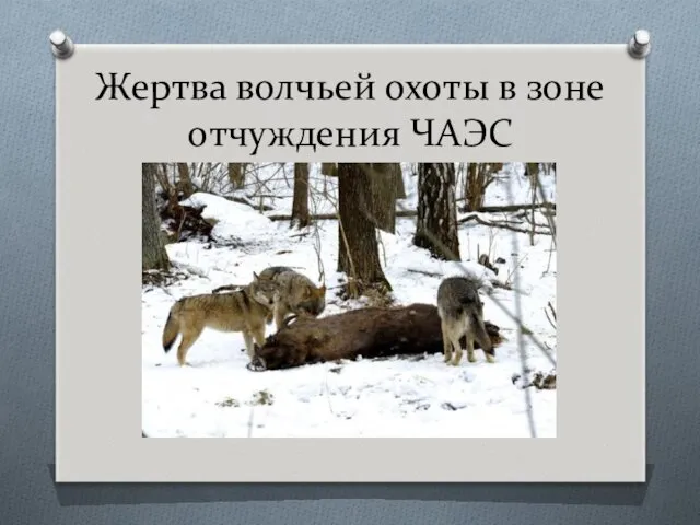 Жертва волчьей охоты в зоне отчуждения ЧАЭС