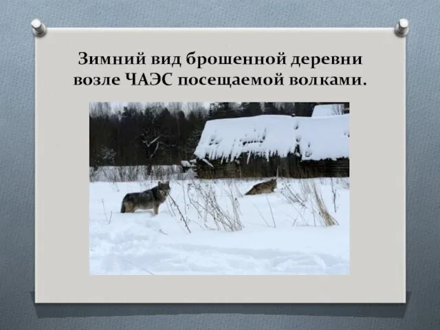 Зимний вид брошенной деревни возле ЧАЭС посещаемой волками.