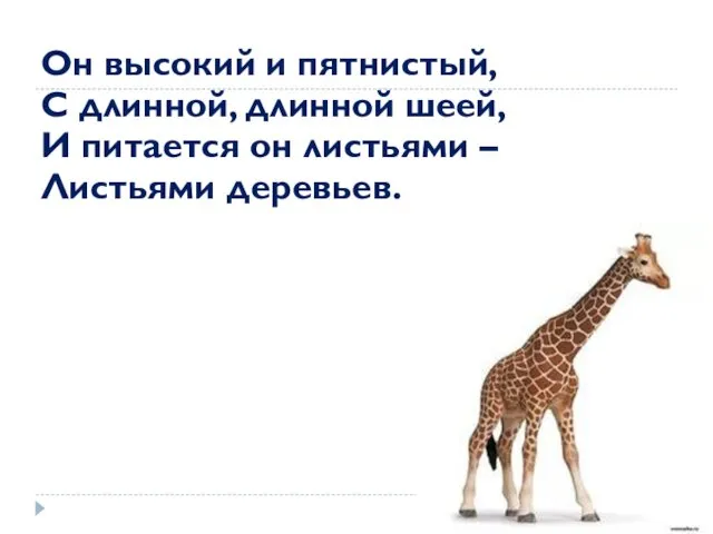 Он высокий и пятнистый, С длинной, длинной шеей, И питается он листьями – Листьями деревьев.