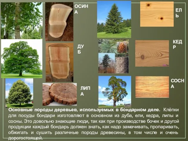 Основные породы деревьев, используемых в бондарном деле. Клёпки для посуды бондари изготовляют в