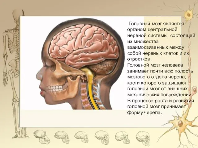 Головной мозг является органом центральной нервной системы, состоящей из множества