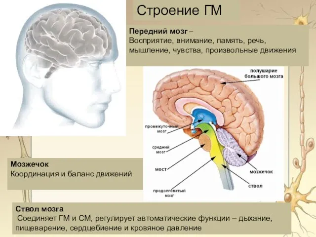 Мозжечок Координация и баланс движений Передний мозг – Восприятие, внимание,