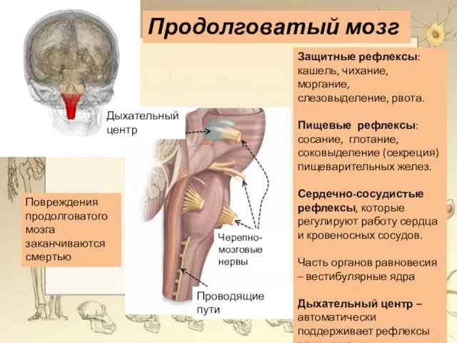 Повреждения продолговатого мозга заканчиваются смертью Продолговатый мозг Защитные рефлексы: кашель,
