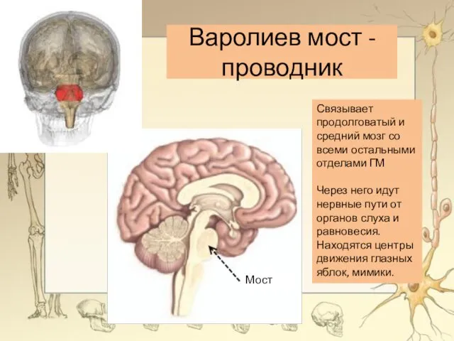 Варолиев мост - проводник Связывает продолговатый и средний мозг со