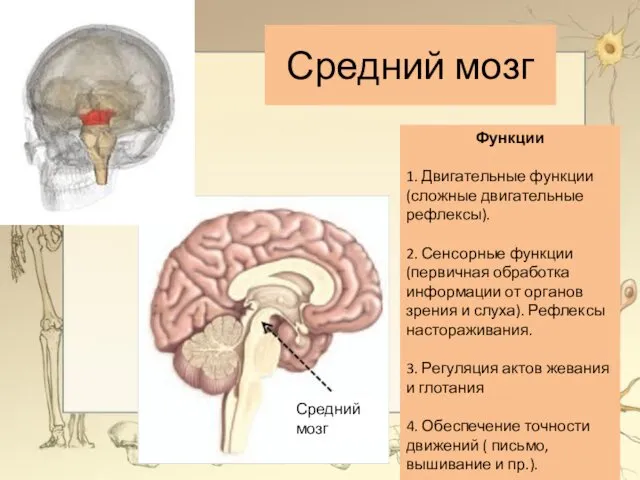 Функции 1. Двигательные функции (сложные двигательные рефлексы). 2. Сенсорные функции