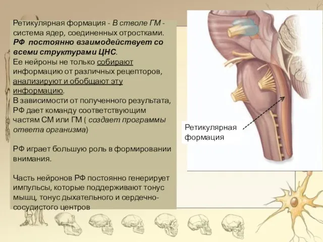 Ретикулярная формация - В стволе ГМ - система ядер, соединенных