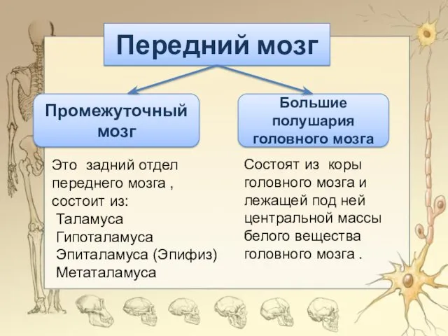 Передний мозг Промежуточный мозг Большие полушария головного мозга Это задний