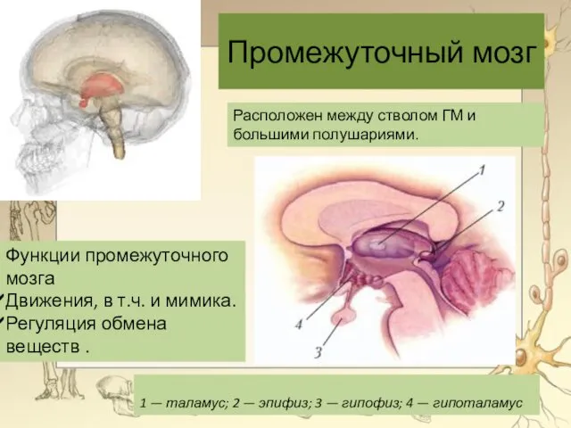 Промежуточный мозг 1 — таламус; 2 — эпифиз; 3 —