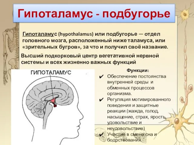 Гипоталамус - подбугорье Гипоталамус (hypothalamus) или подбугорье — отдел головного