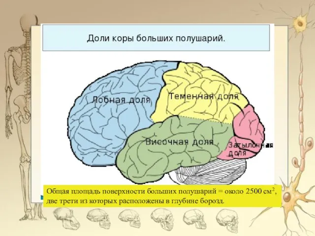 Общая площадь поверхности больших полушарий = около 2500 см2, две