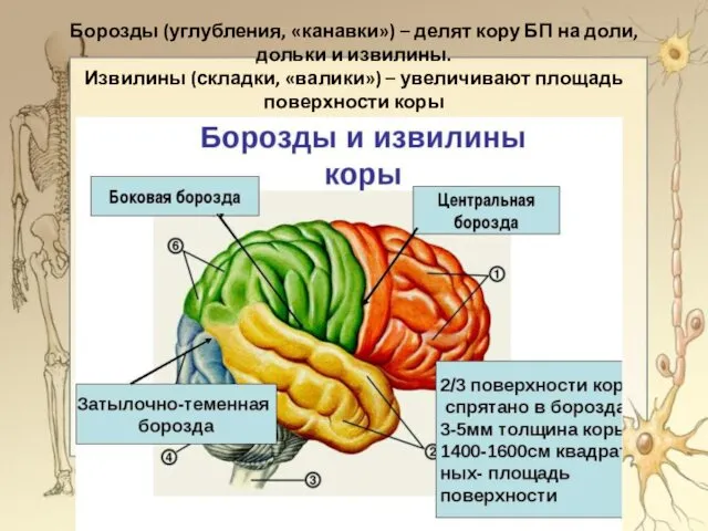 Борозды (углубления, «канавки») – делят кору БП на доли, дольки