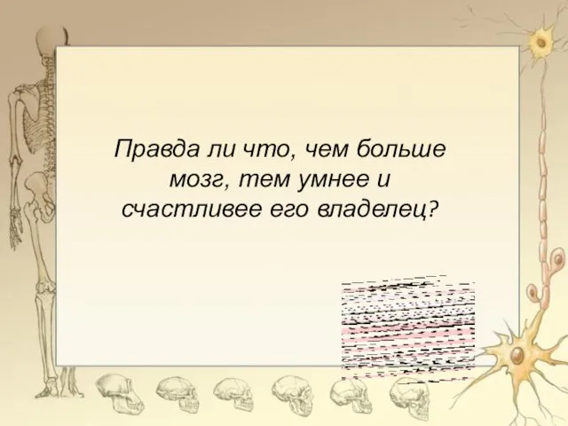 Правда ли что, чем больше мозг, тем умнее и счастливее его владелец?